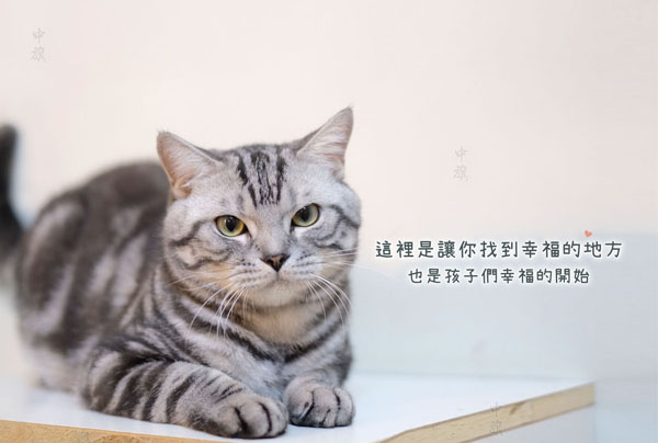 猫舍：这里是毛孩子幸福开始的地方