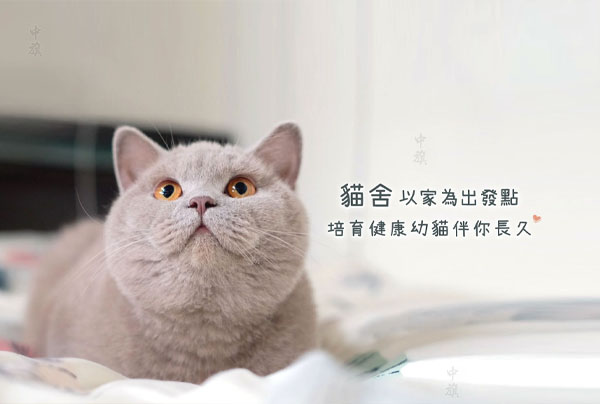 猫舍：以家为出发点