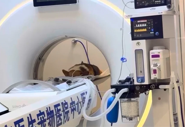 宠物医院正在给狗狗拍片.png 宠物医院正在给狗狗拍片.png